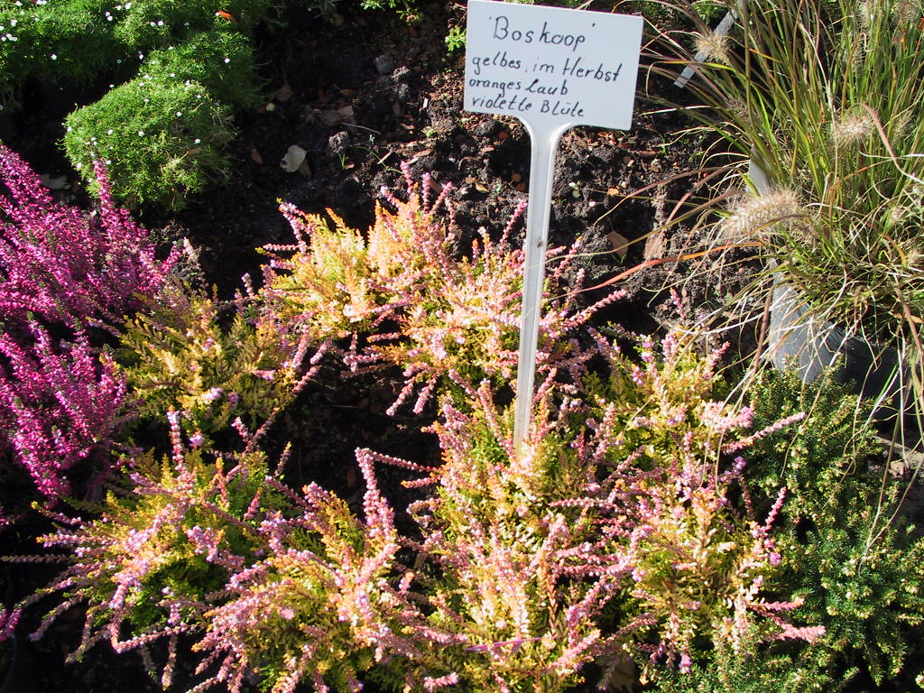 Calluna vulgaris Boskoop 01.jpg